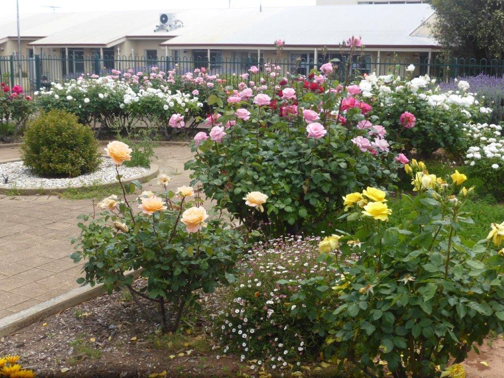 Eudunda Hospital Light on the Hill Gardens - More Magnificent Roses