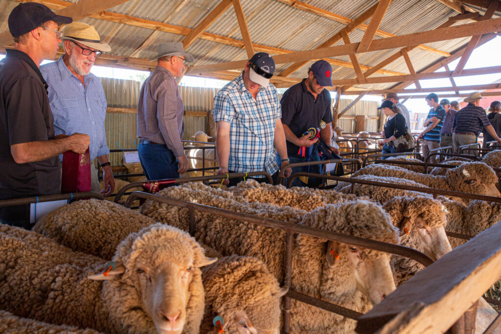 Ewe Hoggett Competition - Photo by Robyn Bradbrook