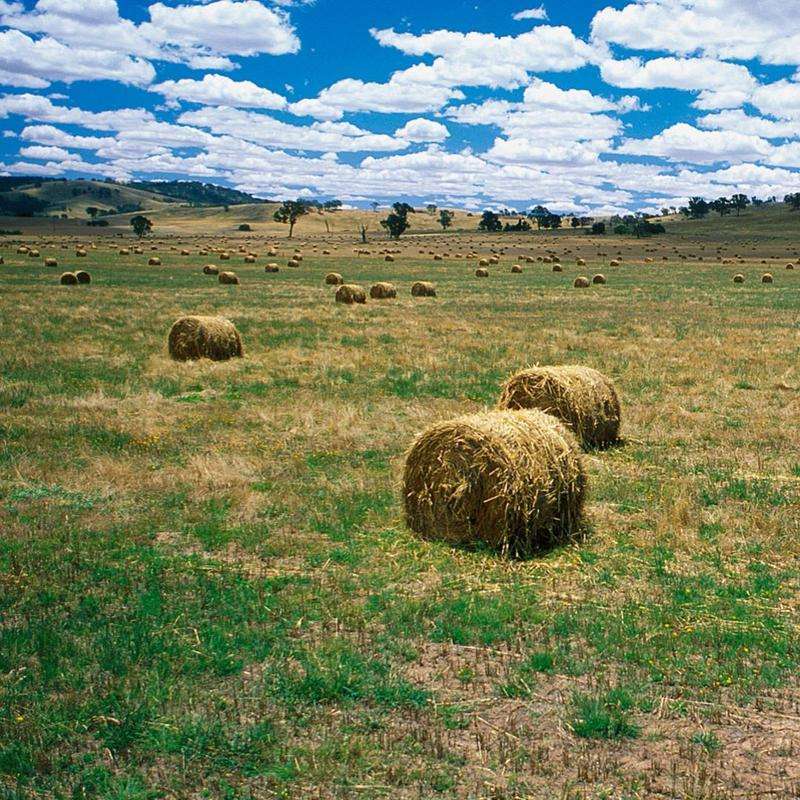 Baled Hay - (Photo credit CSIRO)