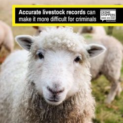 Counting Sheep To Get To Sleep (Or All Livestock) As Recommended By Crime Stoppers SA