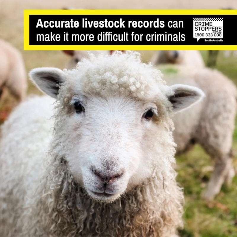 Crime Stoppers South Australia Recommend Accurate Livestock Records Can Help - March 2024