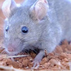 Grain Producers SA – Mouse Bait Survey 2024