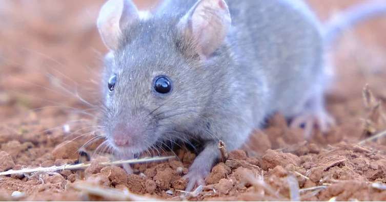 Grain Producers SA - Mouse Bait Survey