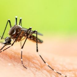 Japanese Encephalitis Mosquito virus Identified in SA Pigs and Horses