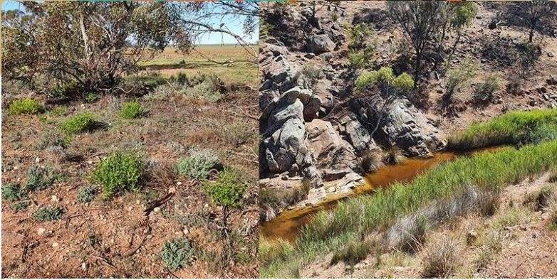 Levi Creek Nature Reserves Restoration Guided Walk