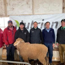 Narcoota Poll Merino Ram Stud Hold Final Annual Ram Sale