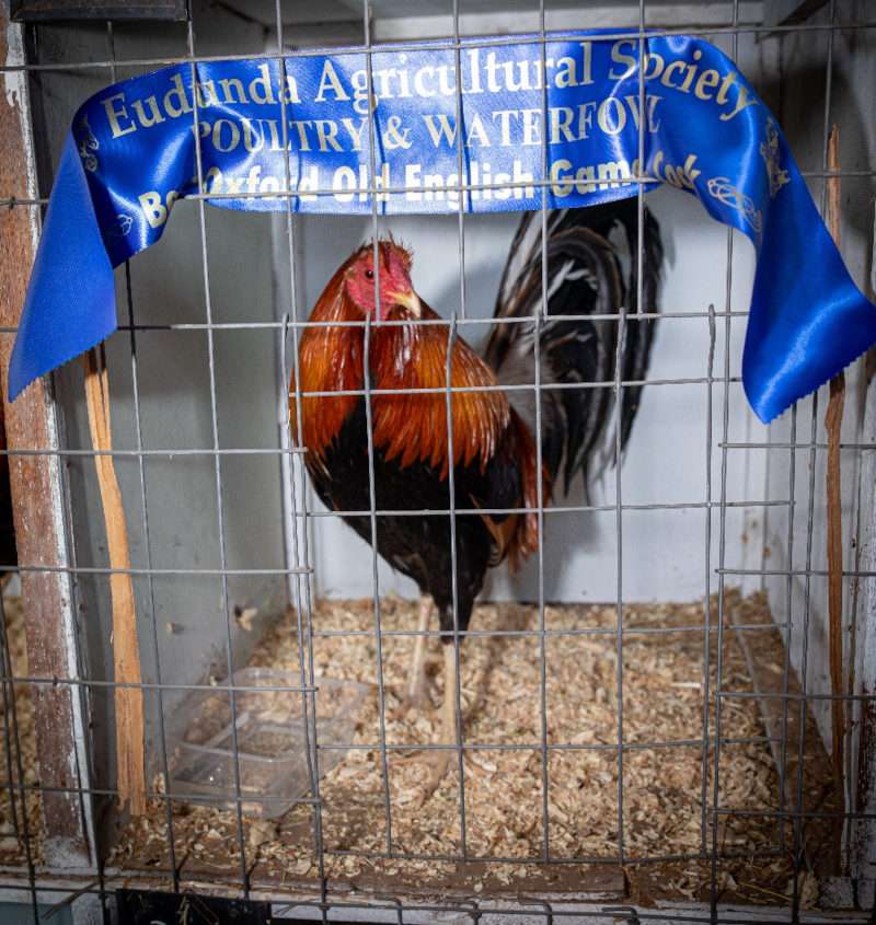 Proud Rooster at the Eudunda Show