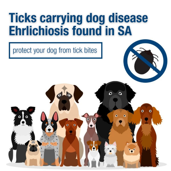 Ticks carrying dog disease Ehrlichiosis found in SA - PIRSA warns banner Image courtesy PIRSA